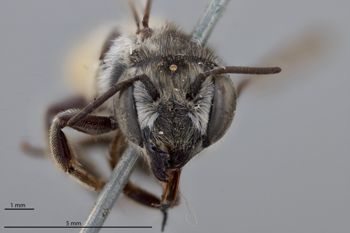 Media type: image;   Entomology 791045 Aspect: head frontal view